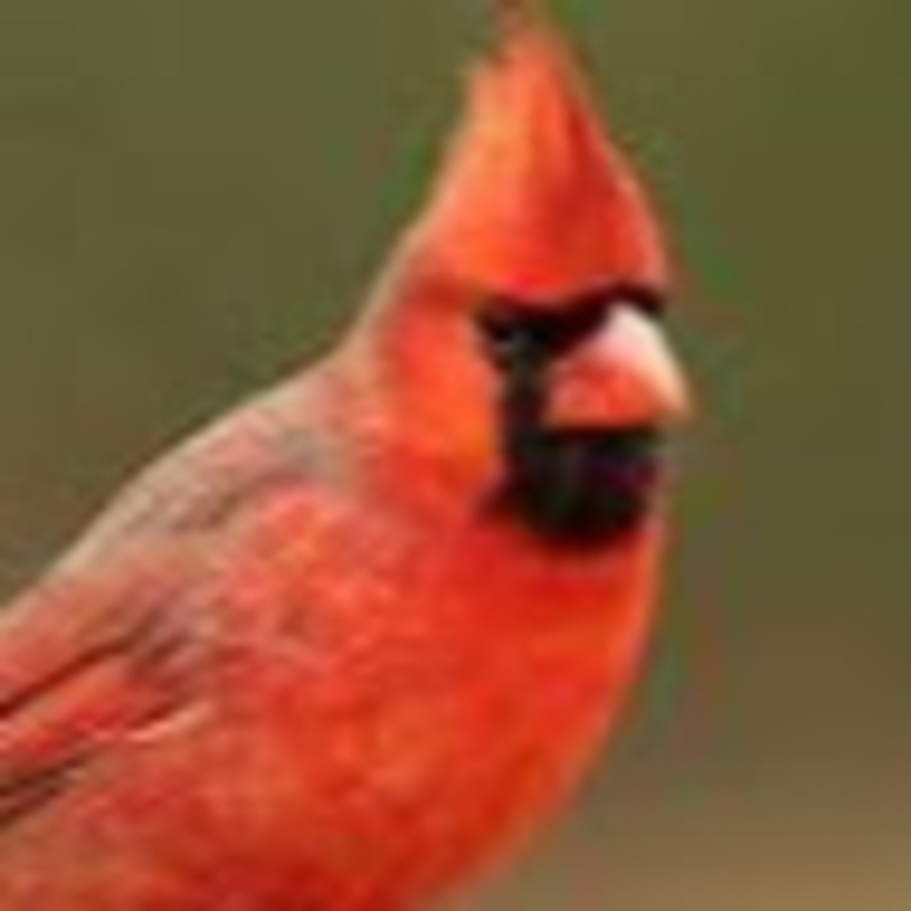 Meet your Posher, Charlotte